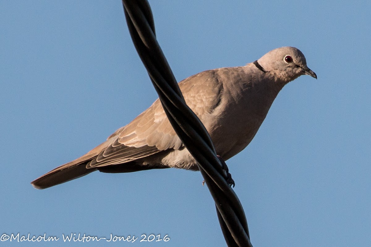 Collared Dove; Tórtola Turca