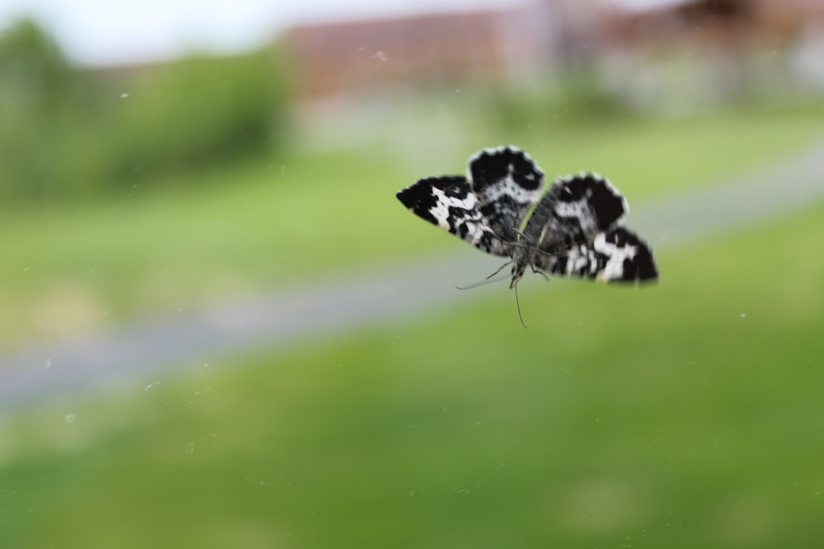 Spear-marked black moth