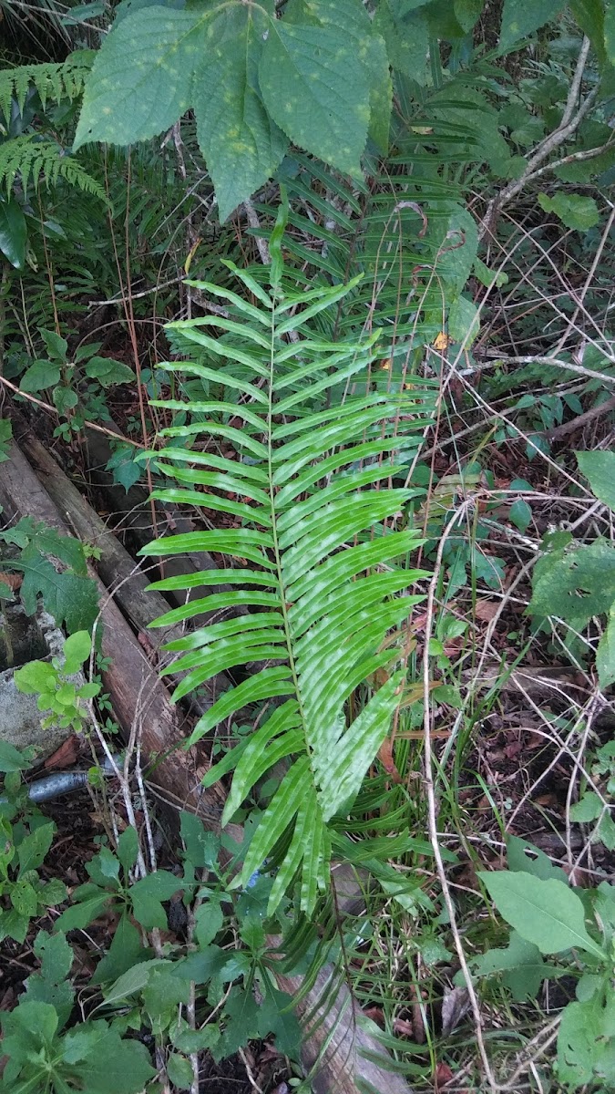 Hammock fern