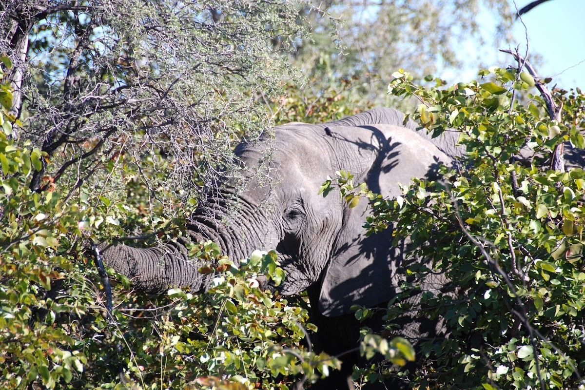 African Bush Elephant