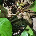 Eastern milk snake