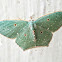 Geometridae moth