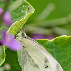 Small White