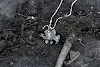 miniatures image - 2