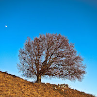 l'albero e la luna di 