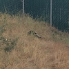 Striped Skunk