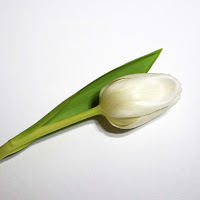 tulipano di 