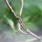 Forest Crested Lizard