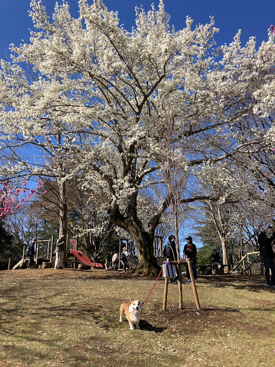 の投稿画像7枚目