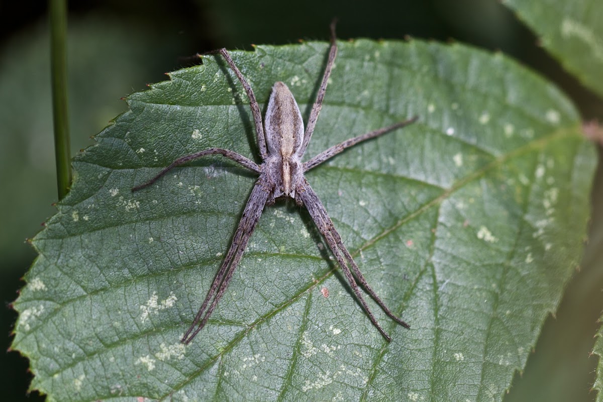 Nursery web spider