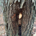 Hedgehog mushroom