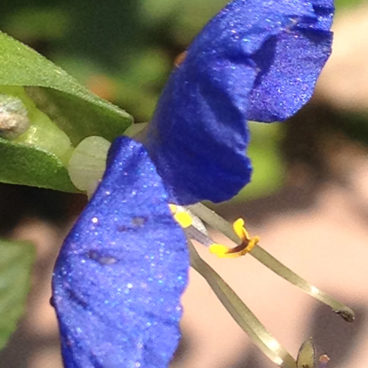 Missouri day flower