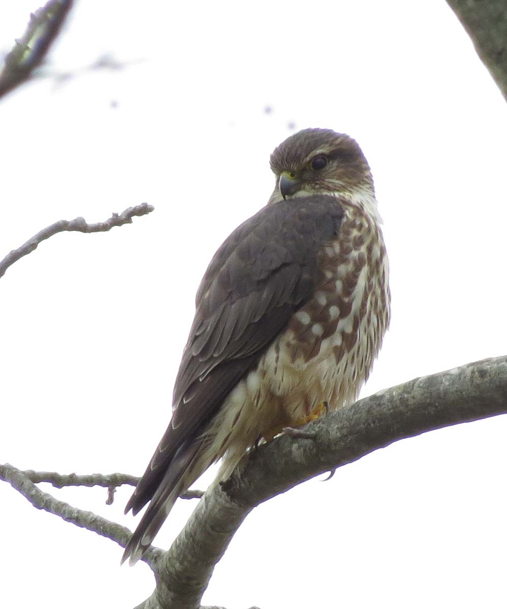 Merlin