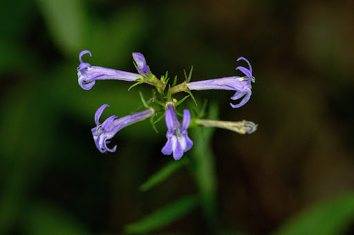 Lobelia urens