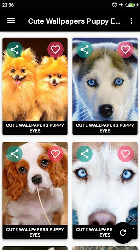 Cute Wallpapers Puppy Eyes