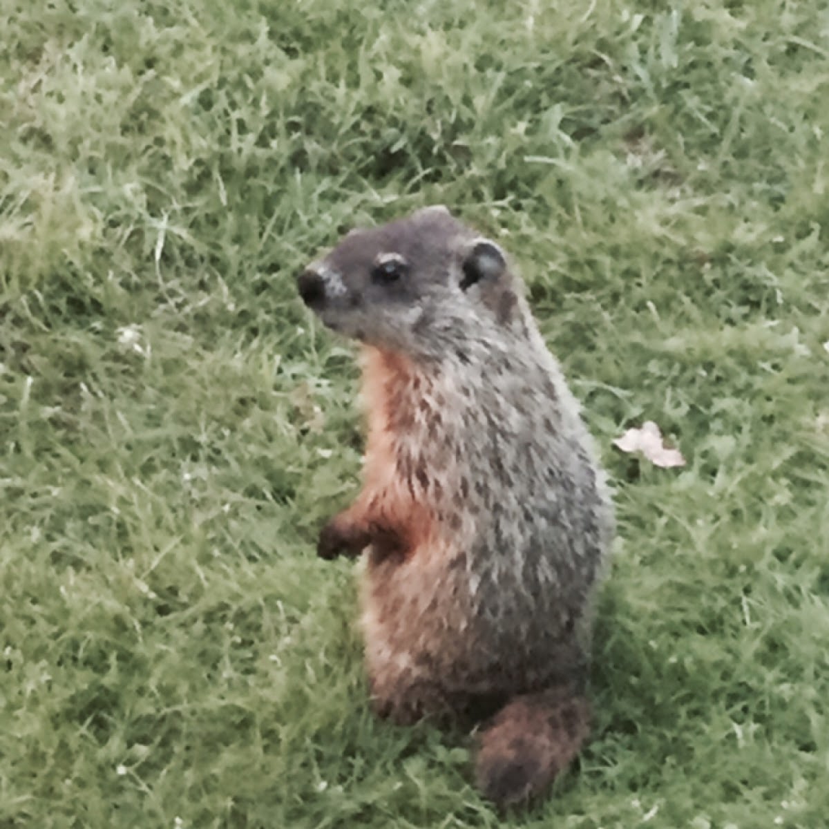 Groundhog