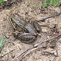 Eastern American toad