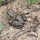 Eastern American toad