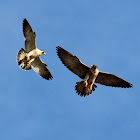 Peregrine Falcons