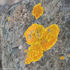 Maritime Sunburst Lichen