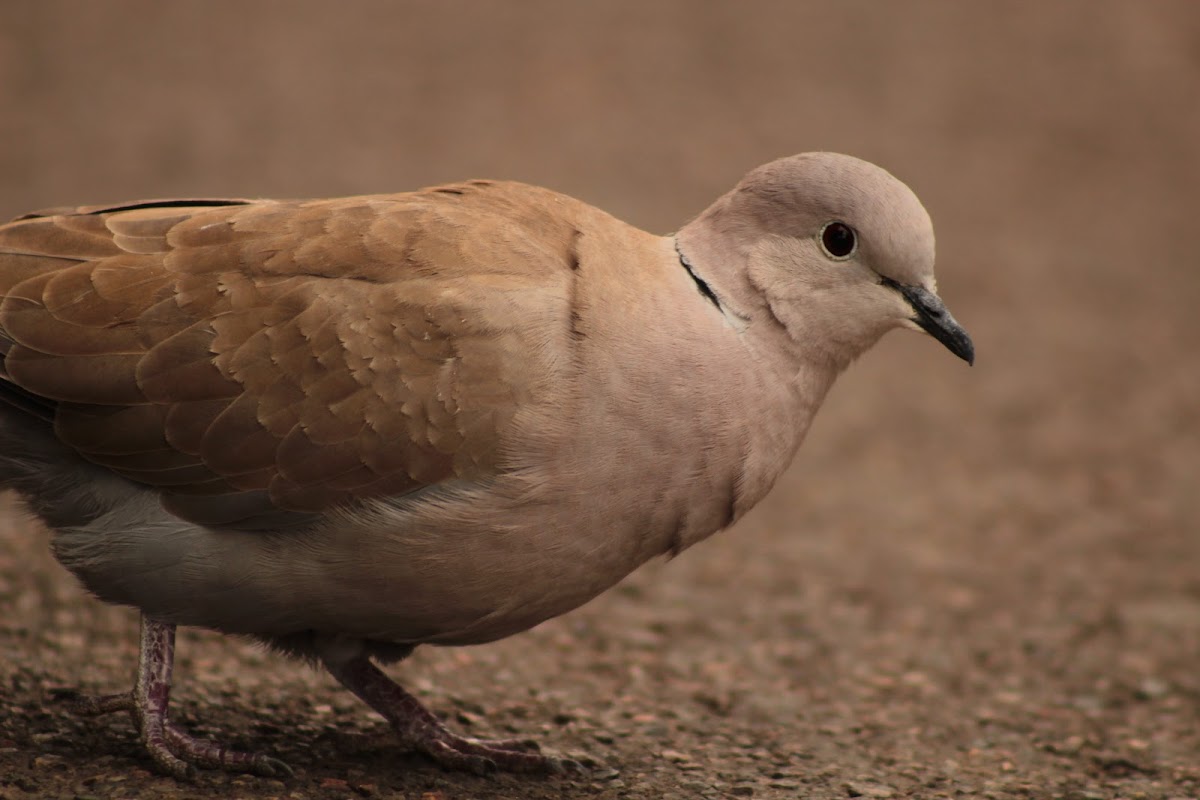 Eurasian-collared Dove