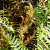 Cinnamon fern