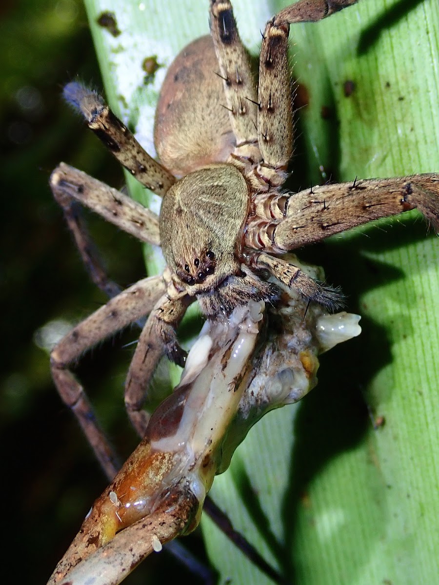 Huntsman Spider