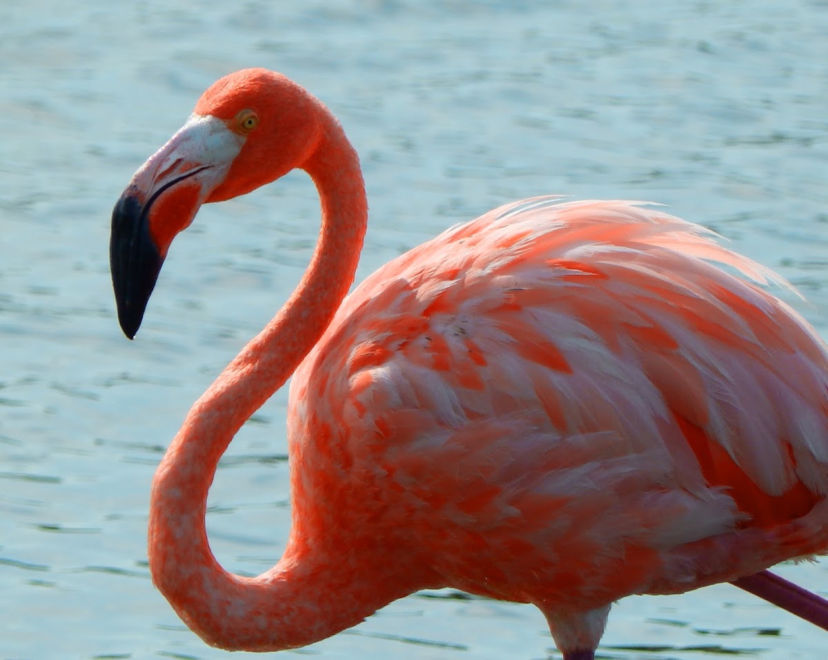 American flamingo