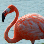 American flamingo