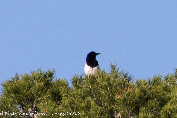 Magpie; Urraca