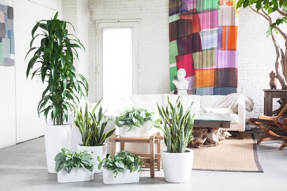 7 Indoor Plants That Can Turn Your House into a Green Oasis