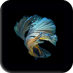 Cover Image of 下载 Betta Fish Wallpaper 1.1 APK