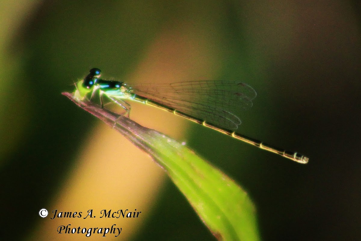 Fragile Forktail Damselfly