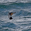 Great Cormorant