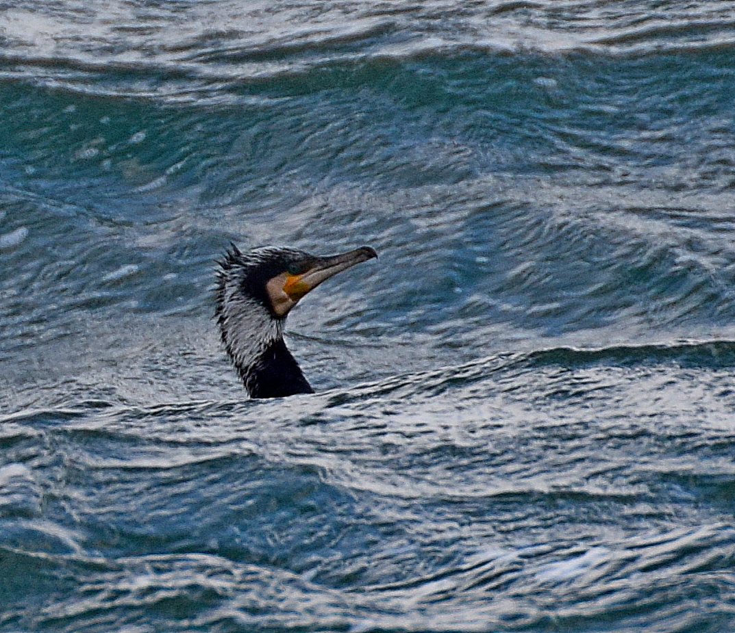 Great Cormorant