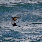 Great Cormorant