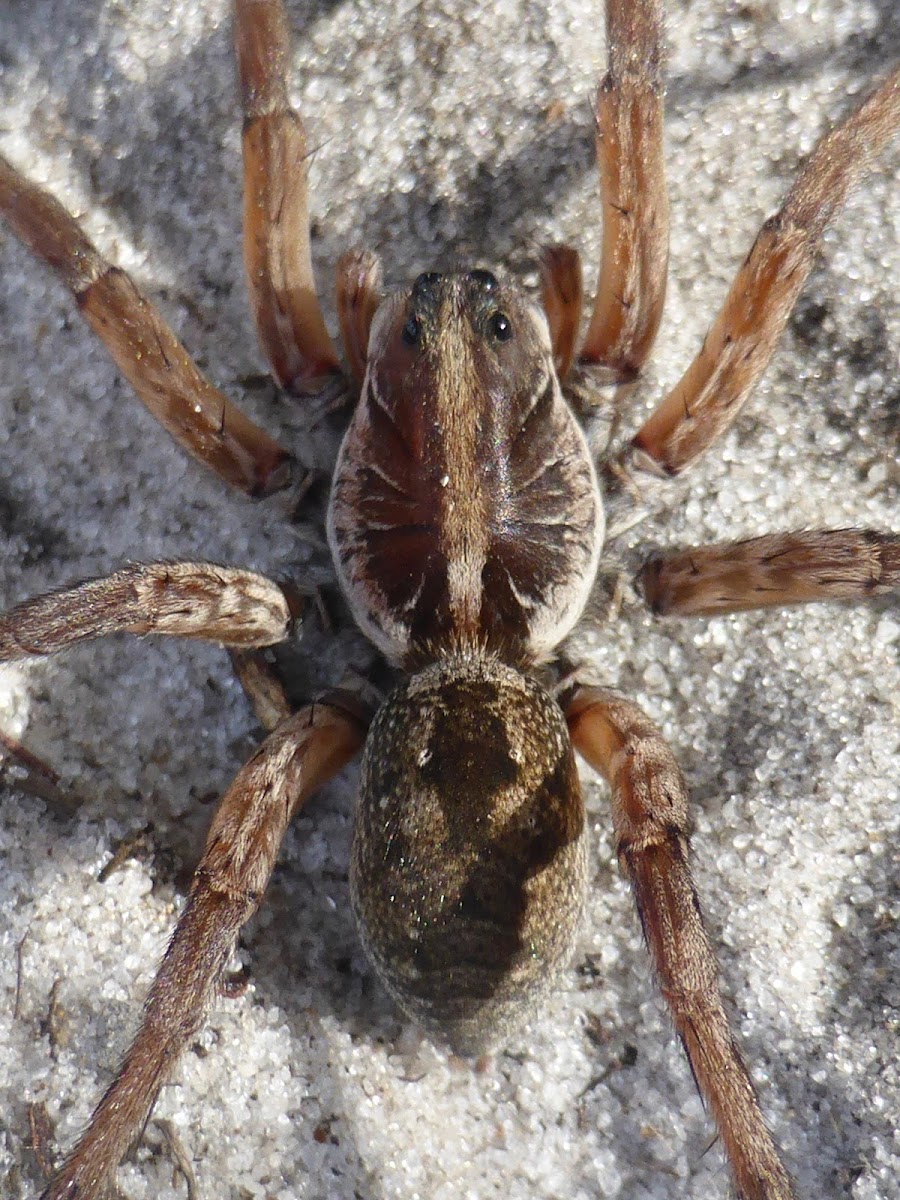 Wolf Spider