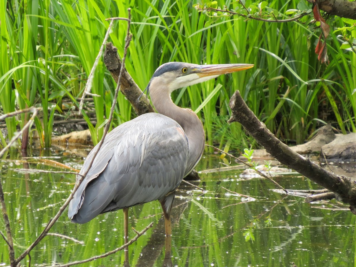 Great Blue Heron