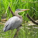 Great Blue Heron