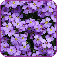 Purple Flower Wallpaper