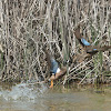 Blue-winged Teal