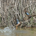 Blue-winged Teal