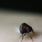 Acanaloniid Planthopper nymph?