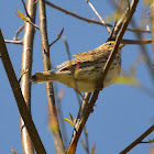 Savannah sparrow