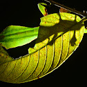 Leaf Insect, Phyllium - Male