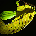 Leaf Insect, Phyllium - Male