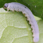 sawfly larva