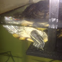 Red ear slider