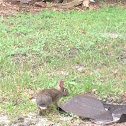 Eastern Cottontail rabbit