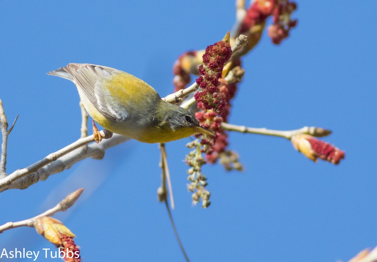 Tropical Parula